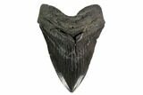 Fossil Megalodon Tooth - Georgia #145462-1